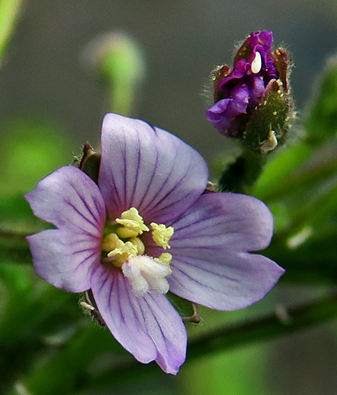 Epilobium9g