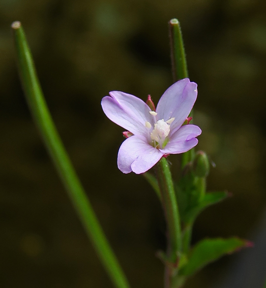 Epilobium9c