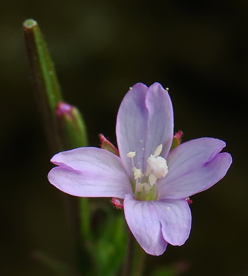 Epilobium9d