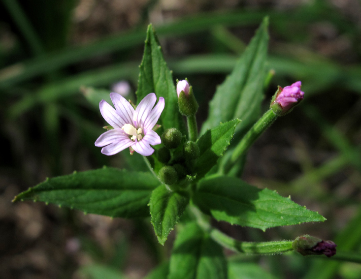 Epilobium15