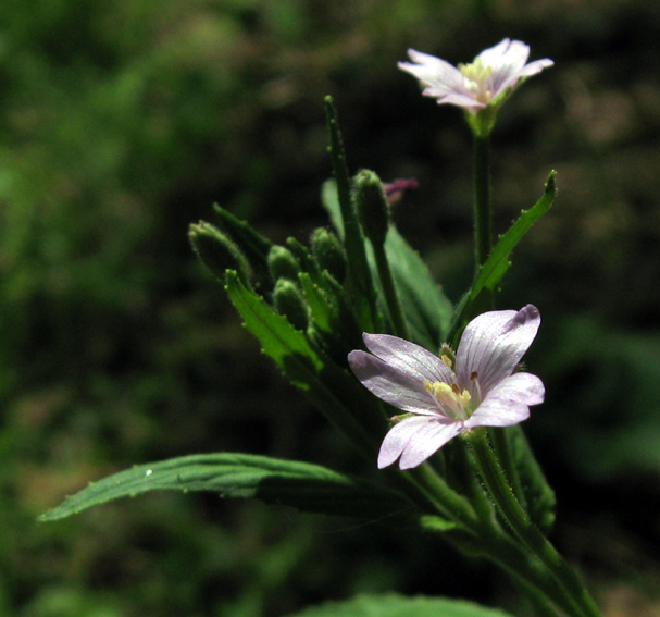 Epilobium15a