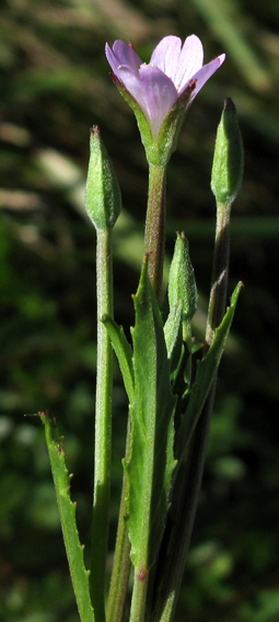 Epilobium27