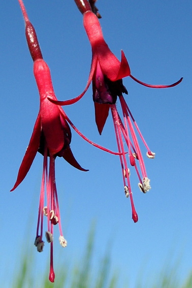 Fuschia1