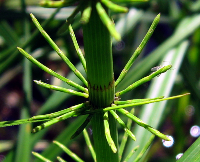 Equisetum3