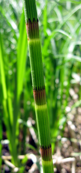 Equisetum2