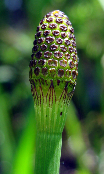 Equisetum4