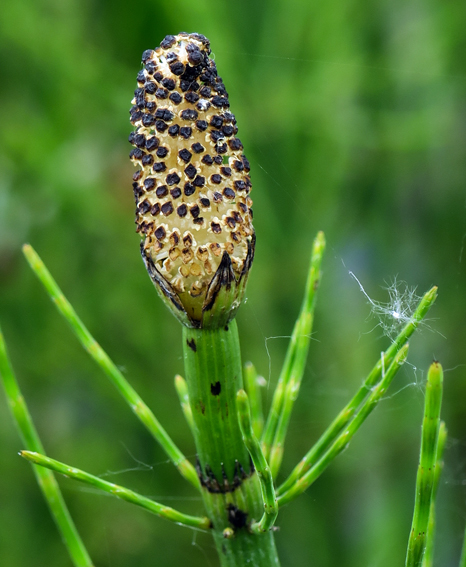 Equisetum4b