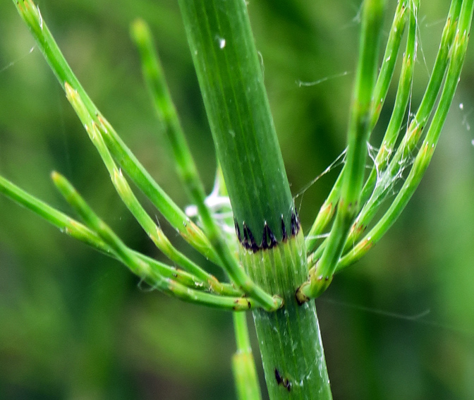 Equisetum4a