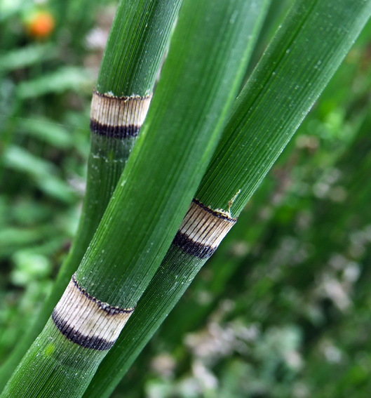 Equisetum7a1