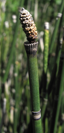 Equisetum7a3