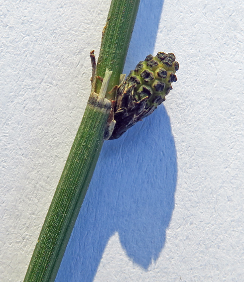 Equisetum7