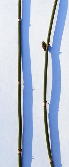 Equisetum5