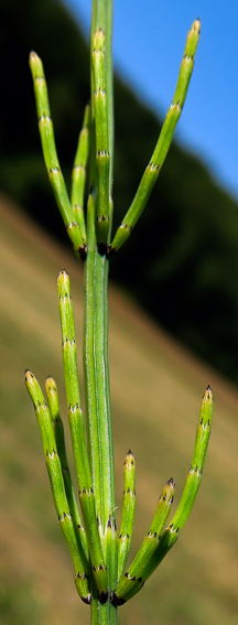 Equisetum12