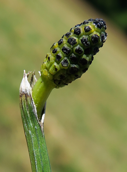 Equisetum12d