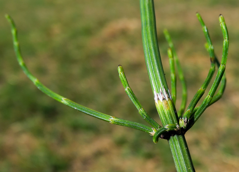 Equisetum12a