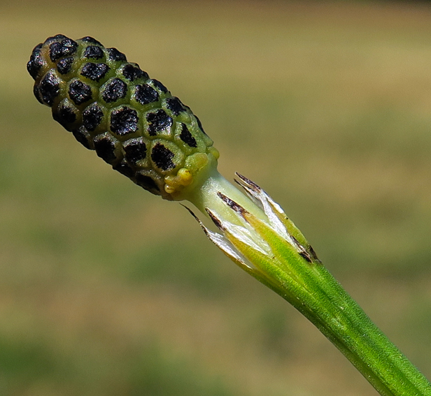 Equisetum13