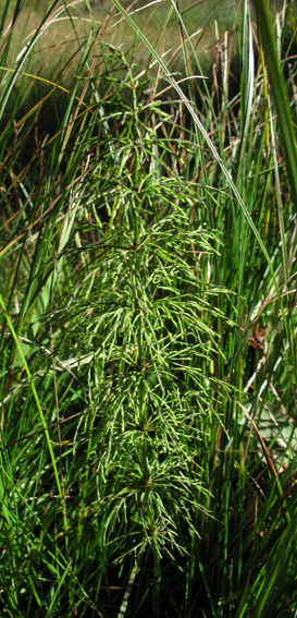 Equisetum15