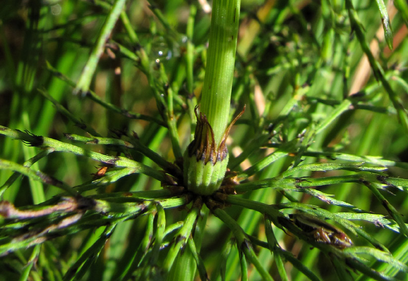 Equisetum17