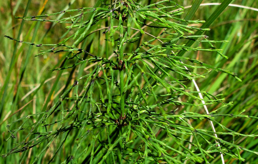 Equisetum16