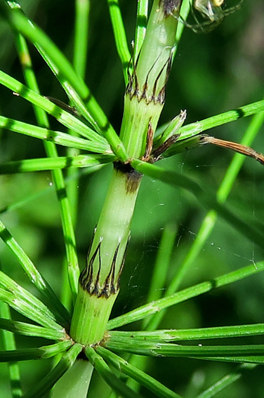 Equisetum9b