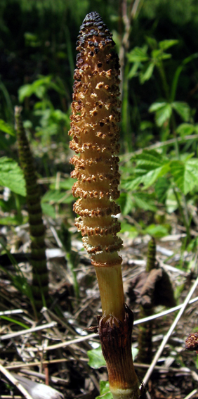 Equisetum10