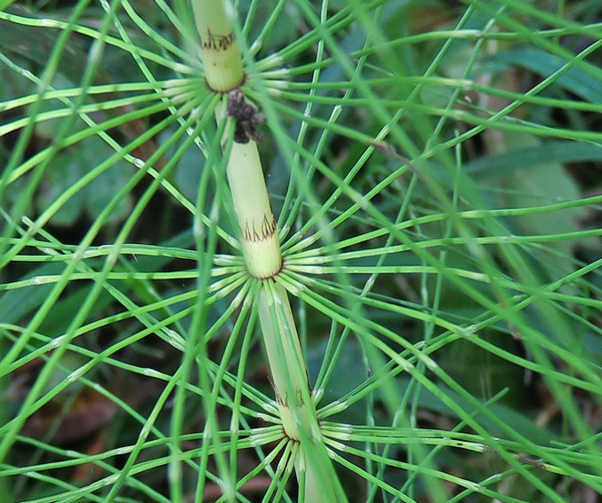 Equisetum9a