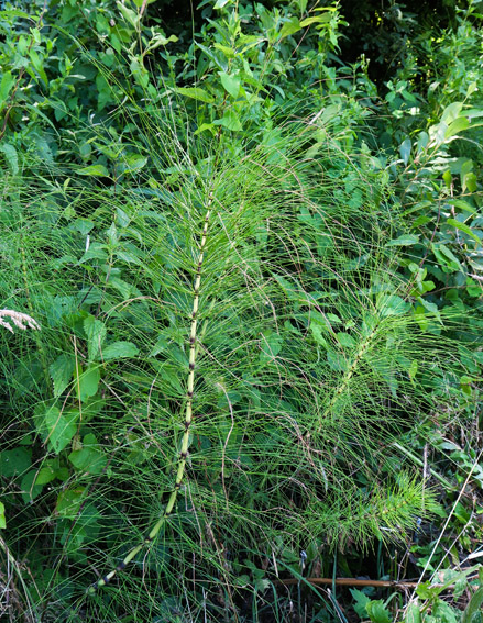 Equisetum7c