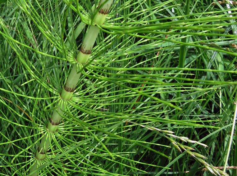 Equisetum8a