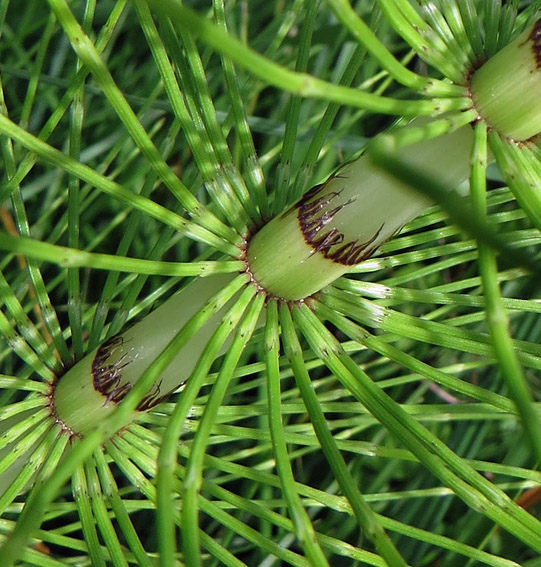 Equisetum8b