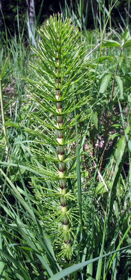 Equisetum8