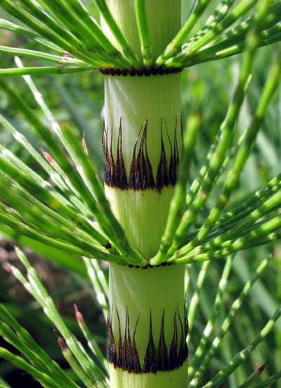 Equisetum9