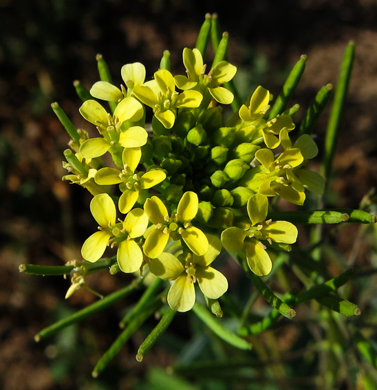 Erysimum5c