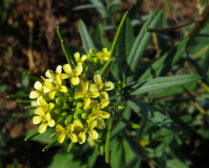 Erysimum5b