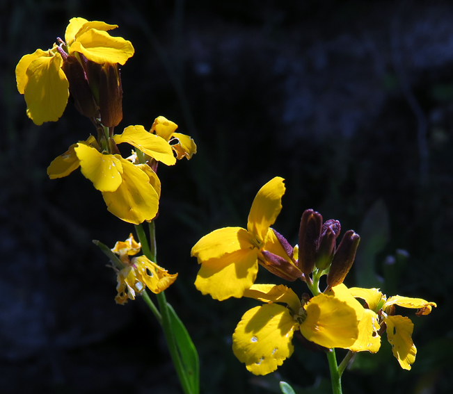 Erysimum11b