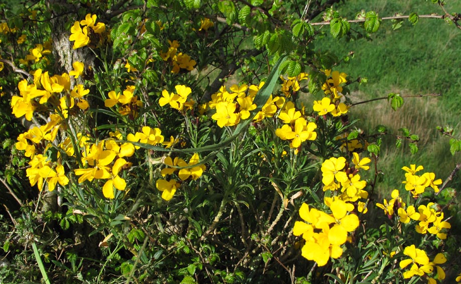 Erysimum9a