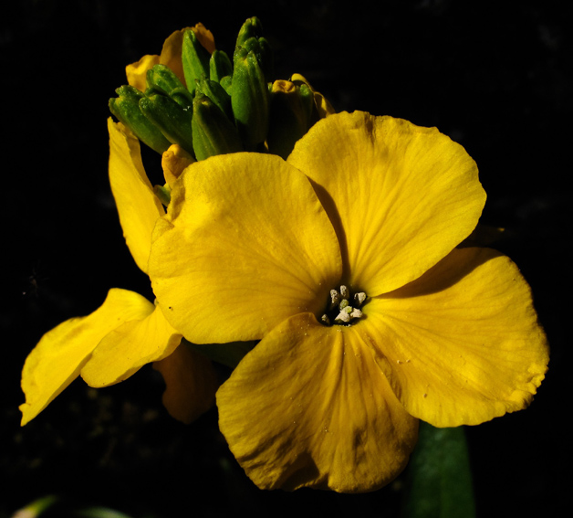 Erysimum10