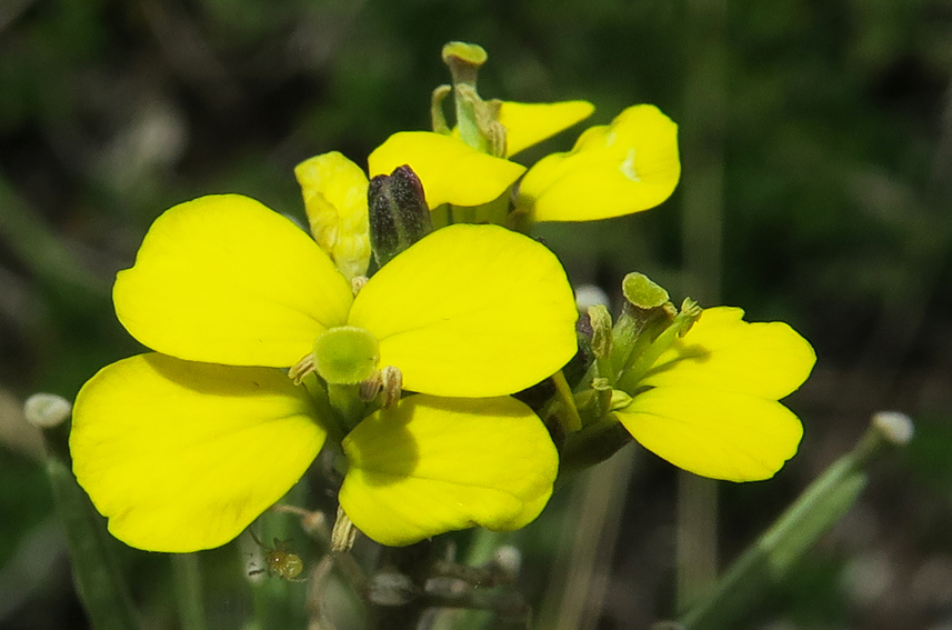 Erysimum19c