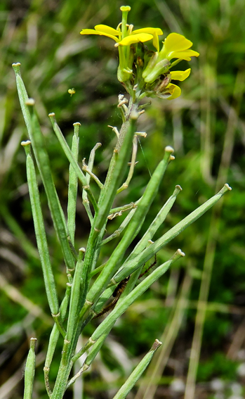 Erysimum19a