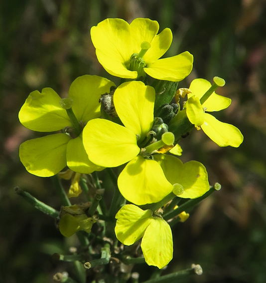 Erysimum19b