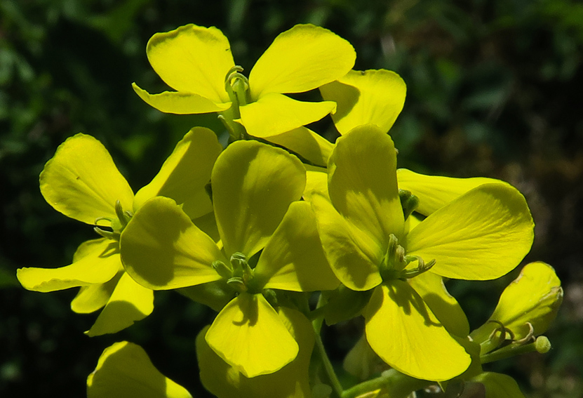 Erysimum16