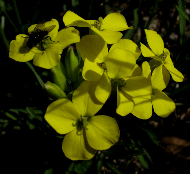 Erysimum8