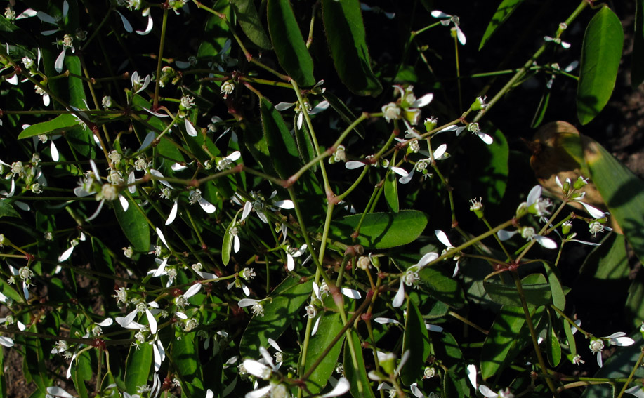 Euphorbia17