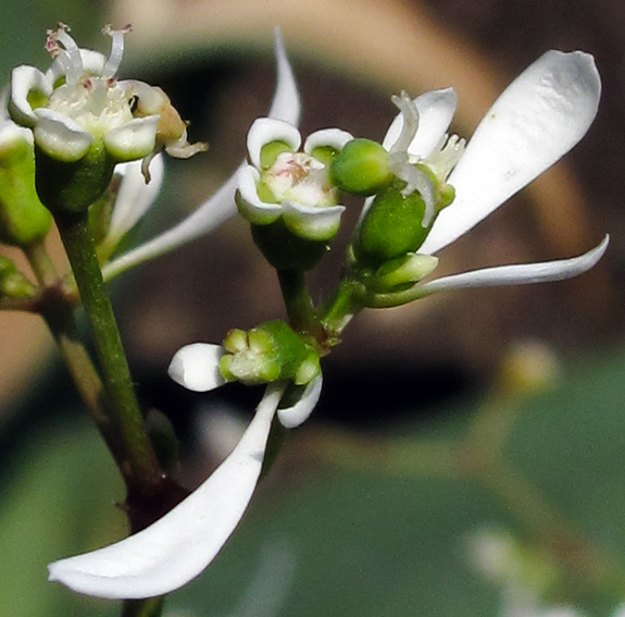 Euphorbia18
