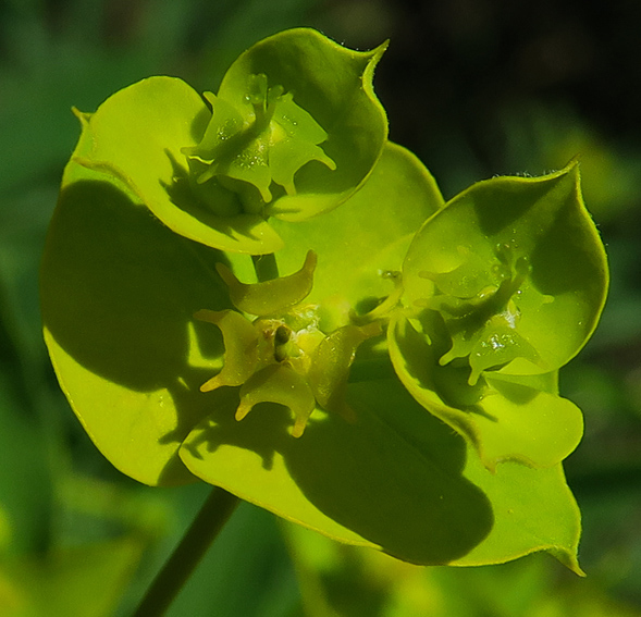 Euphorbia12