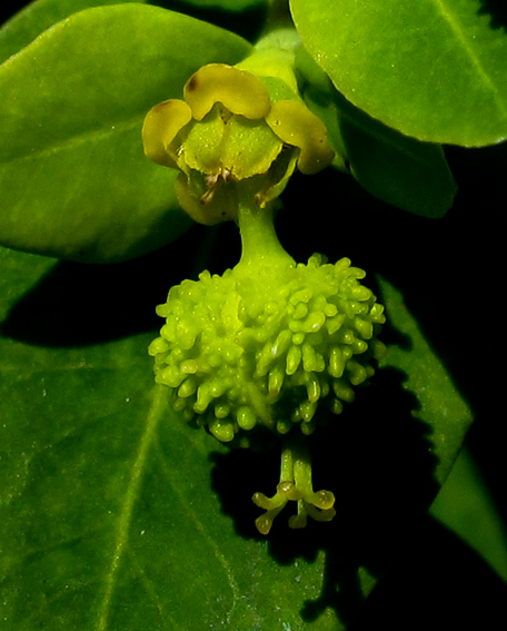 Euphorbia16