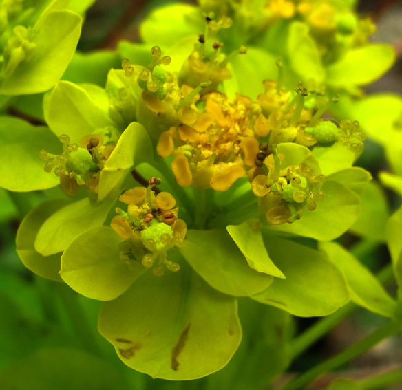 Euphorbia6