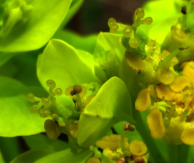 Euphorbia7