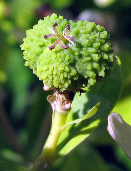 Euphorbia8