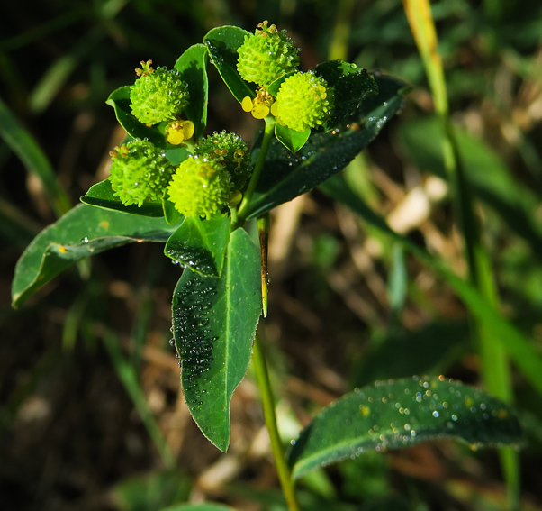 Euphorbia3c