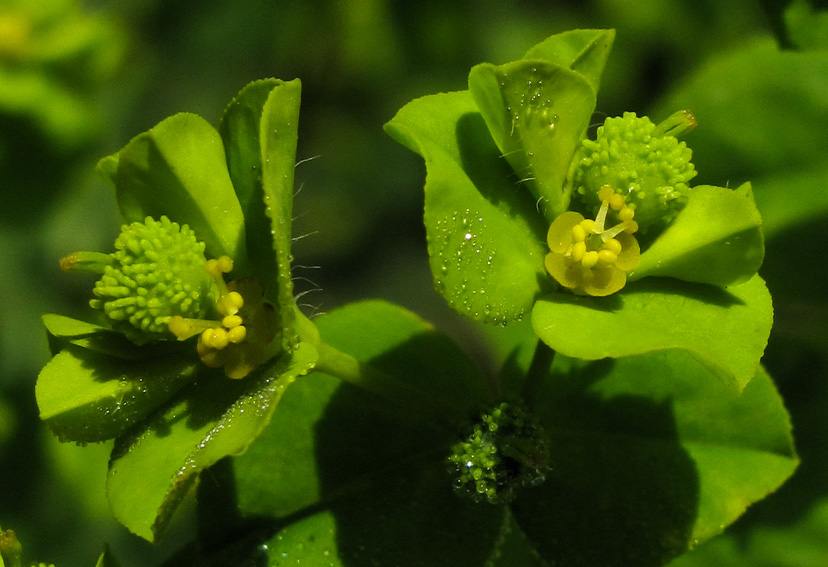 Euphorbia3a